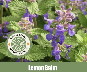 Lemon Balm, also known as Melissa officinalis